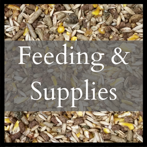 Feeding & Supplies