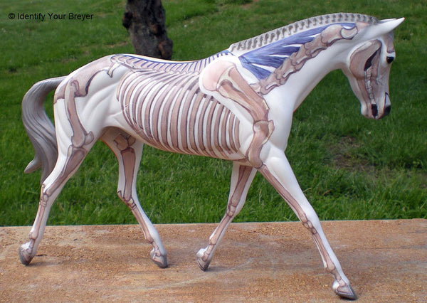 Breyer Anatomy in Motion