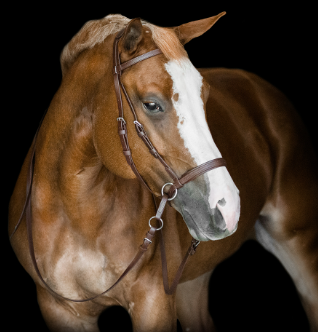 Dr. Cook Beta Headstall - Bitless Bridle