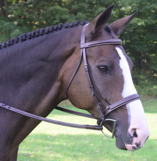 Black Oak Spruce Bridle