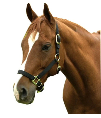 Halters &amp; Leads Misc.