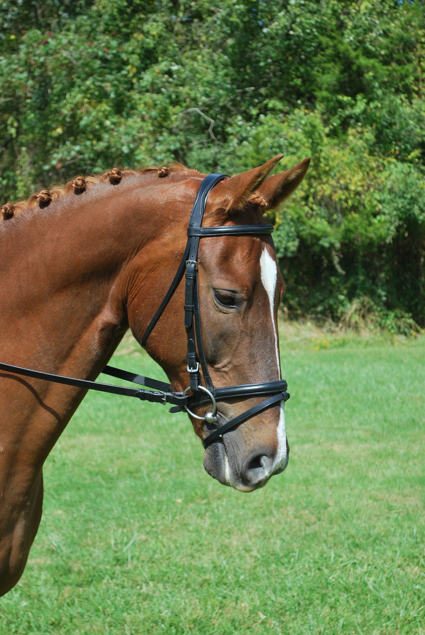 Red Barn Levade Bridle